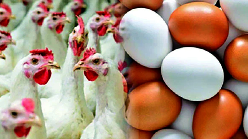 ডিমের বাজারেও গরমের তাপ