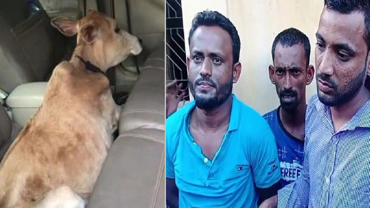 বিলাসবহুল গাড়িতে এসে গরু চুরি করতে গিয়ে হাতেনাতে ধরা
