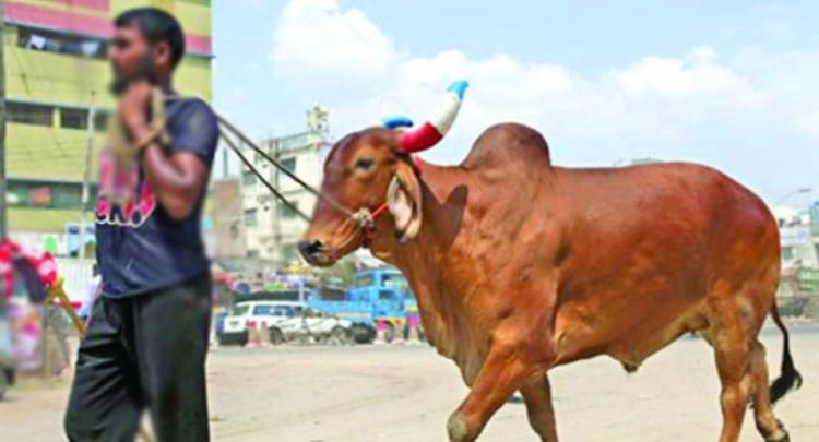 কোরবানি দিলে আজই মানতে হবে যেসব জরুরি নিয়ম