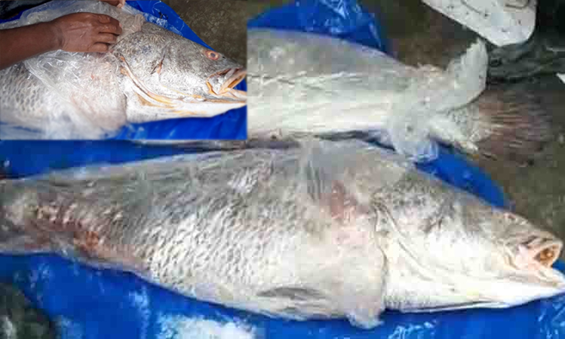 দুই ভোল মাছ বিক্রি হলো সাড়ে ১৮ লাখ টাকায়
