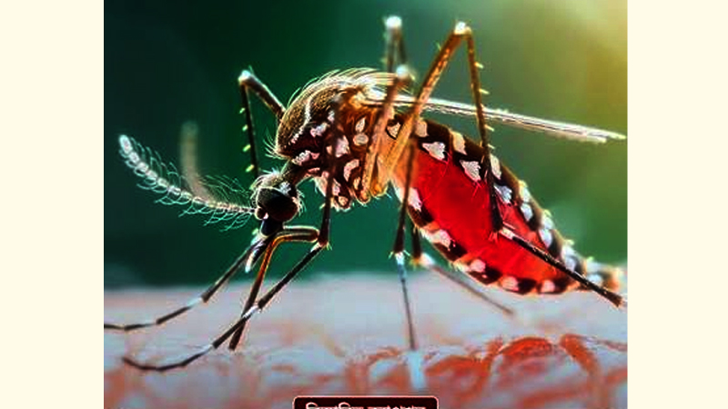 ডেঙ্গুতে আক্রান্তে পুরুষ এগিয়ে,  মৃত্যু বেশি নারীদের