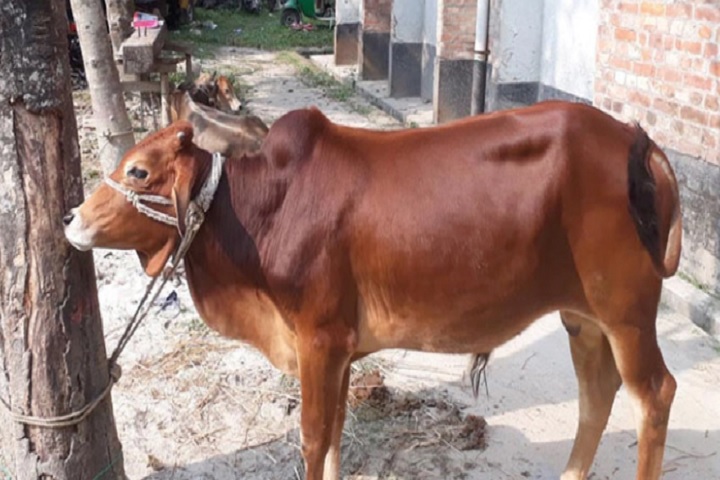 নবনির্বাচিত চেয়ারম্যানের গোয়ালঘরে চোরাই গরু!