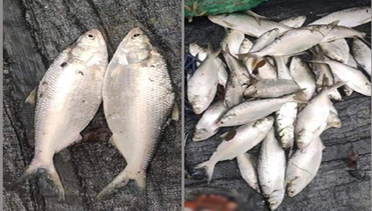 এবার পুকুরে পাওয়া গেল ৩৫ ইলিশ!