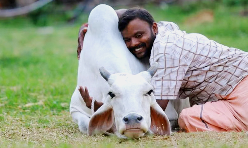 ভারতে ১৪ ফেব্রুয়ারিকে গরু জড়িয়ে ধরা দিবস পালনের আহ্বান