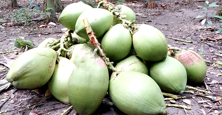 ৫০ টাকার ডাব হাত বদল হয়ে যেভাবে ২০০ টাকা