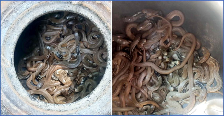 ফরিদপুরের শোবার ঘরে মিললো বিষধর গোখরা সাপের ২২টি বাচ্চা
