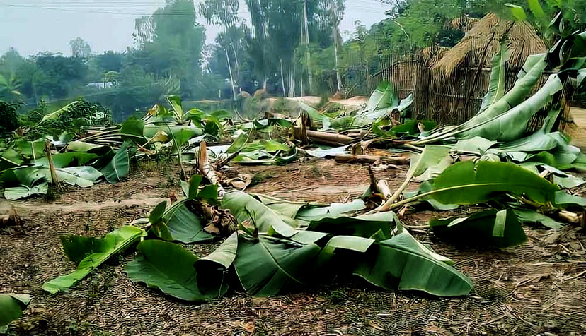 কলাগাছের সঙ্গে এ কেমন শত্রুতা!