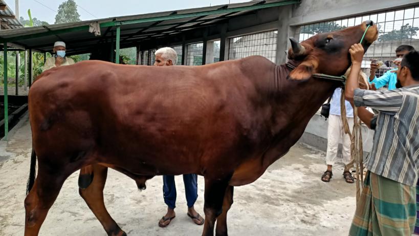 শখের বসে ষাঁড় পালন করে এখন সফল খামারী