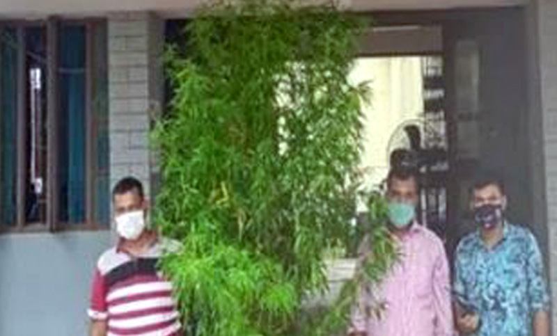 ফিটফাট মুরগির খামার ভেতরে গাঁজা চাষ?