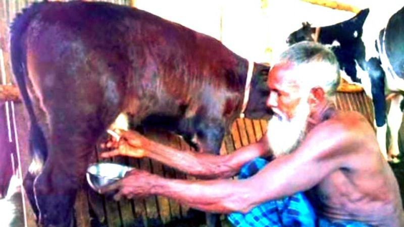 ২৫ দিন বয়স বকনা বাছুরের দিচ্ছে দুধ, অবাক কাণ্ড