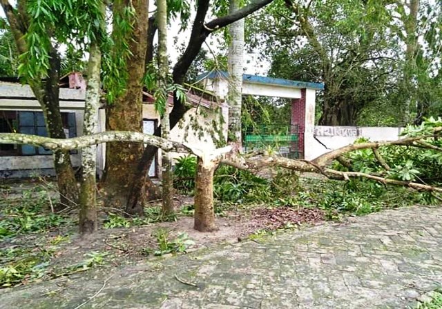 দরপত্র ছাড়াই সাতক্ষীরার হাজী নাসিরউদ্দিন কলেজের গাছ কেটে সাবাড়