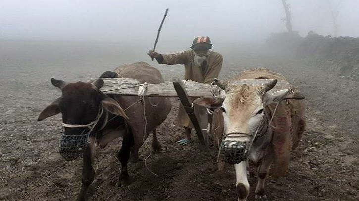 নতুন রূপে ফিরেছে শীত