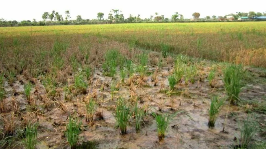 নোনা পানি ঢুকিয়ে মাছ চাষ: নষ্ট বোরোধান, আতঙ্কে কৃষক