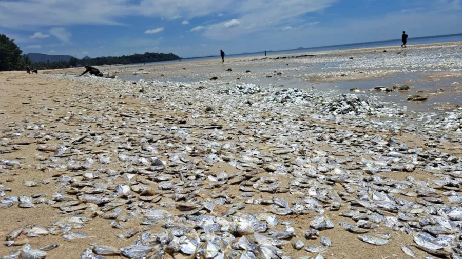 মৃত মাছে ছেয়ে গেছে থাইল্যান্ডের সৈকত