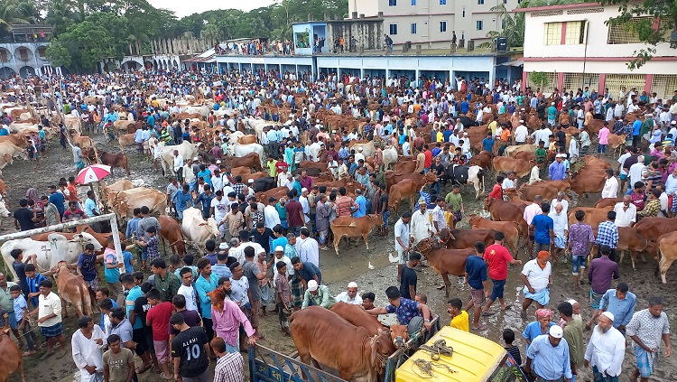 লাখের নীচে গরু নেই,  মিলছে না হিসাব