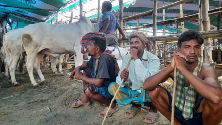 প্রায় ২৫ লাখ পশু বিক্রি হয়নি : দিশেহারা খামারিরা