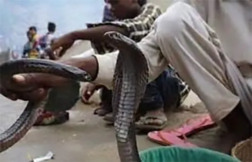 টাকা না পেয়ে ট্রেনে সাপ ছেড়ে দিলেন সাপুড়েরা, হুলস্থুল