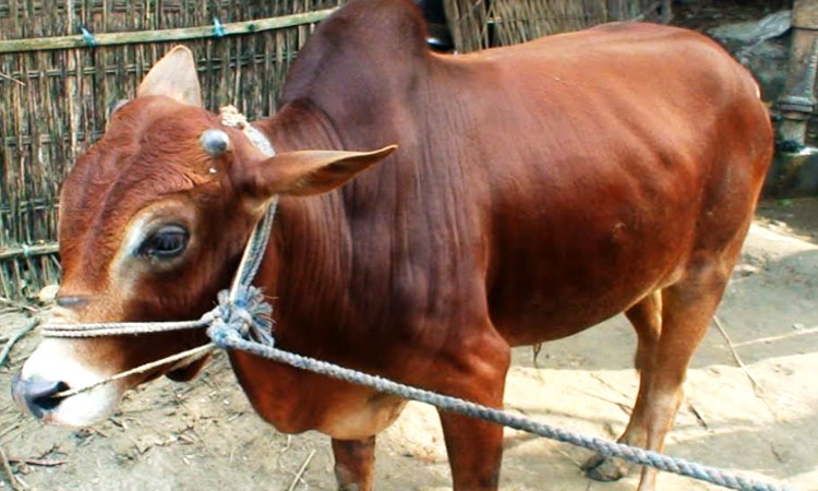 গরু তুমি কার?