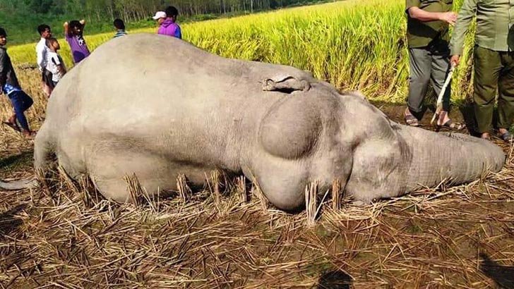 বিদ্যুতের ফাঁদে মারা গেল বন্যহাতি