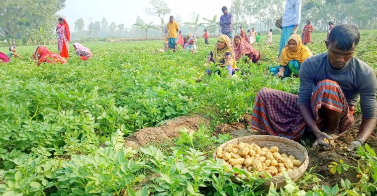 ১ কেজি নতুন আলুর দাম ৮০ টাকা